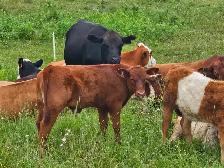 WANTED: Red Angus Bull Calf