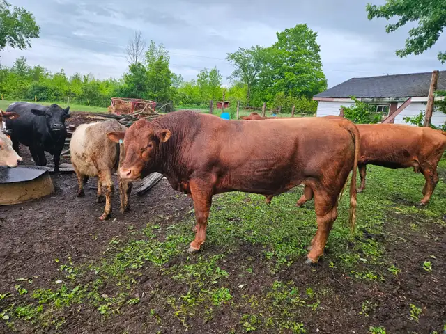 WANTED: Red Angus Bull Calf - Photo 2