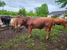 WANTED: Red Angus Bull Calf - Photo 2