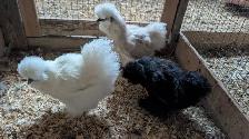 silkie hens