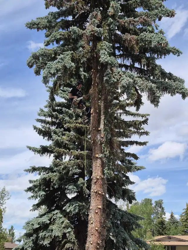 Tree cutting and junk removal services Affordable price - Photo 6