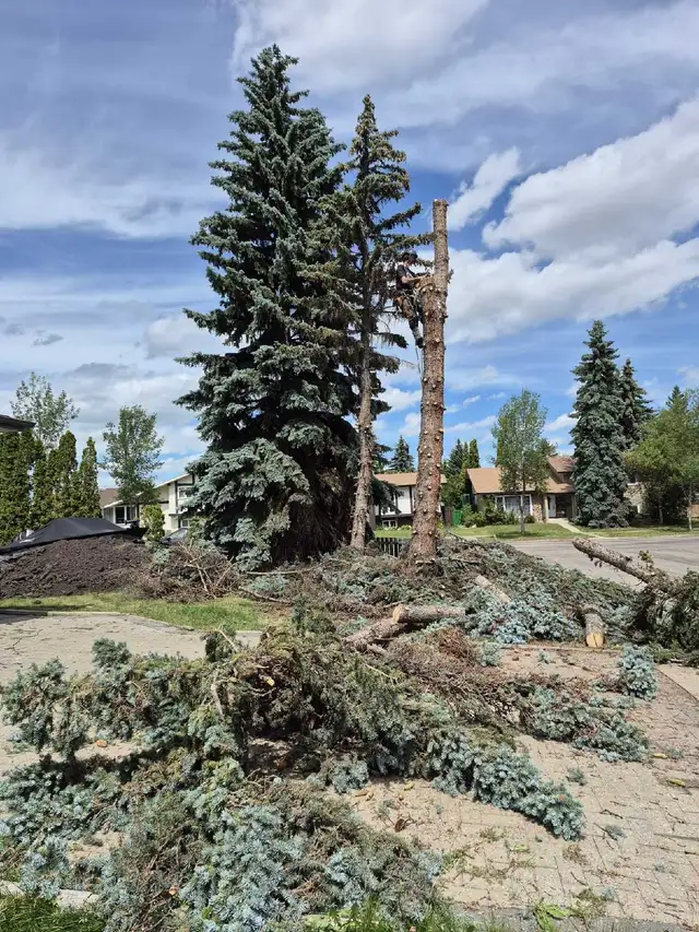 Tree cutting and junk removal services Affordable price - Photo 7