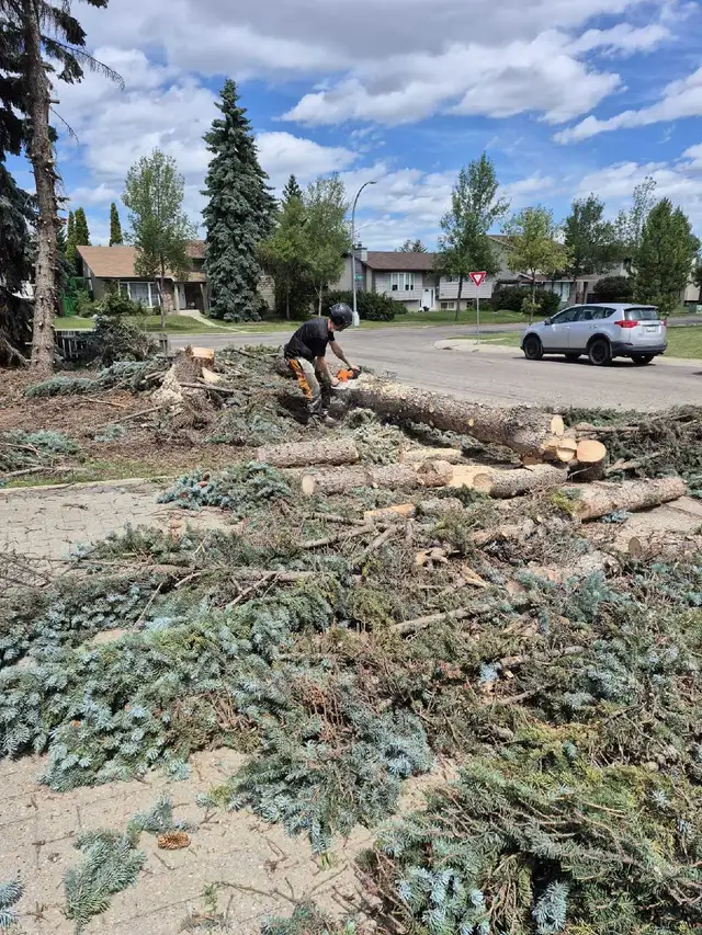 Tree cutting and junk removal services Affordable price - Photo 8