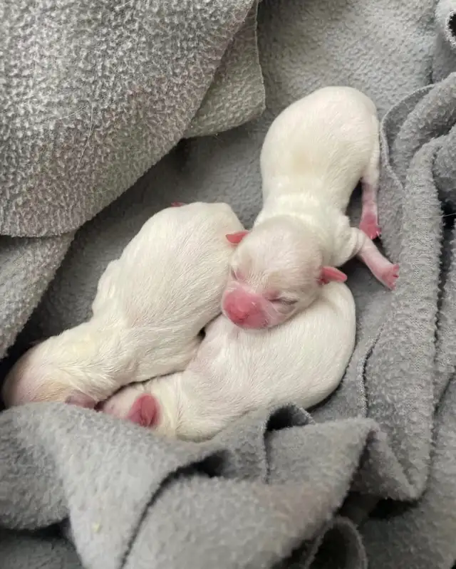 Miniature Micro TCUP 'chichi' du Mexique