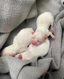 Miniature Micro TCUP 'chichi' du Mexique