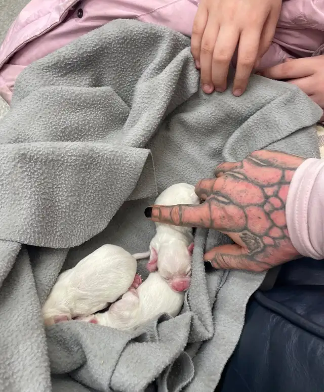 Miniature Micro TCUP 'chichi' du Mexique - Photo 2