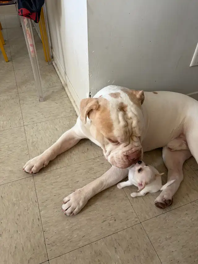 Miniature Micro TCUP 'chichi' du Mexique - Photo 3