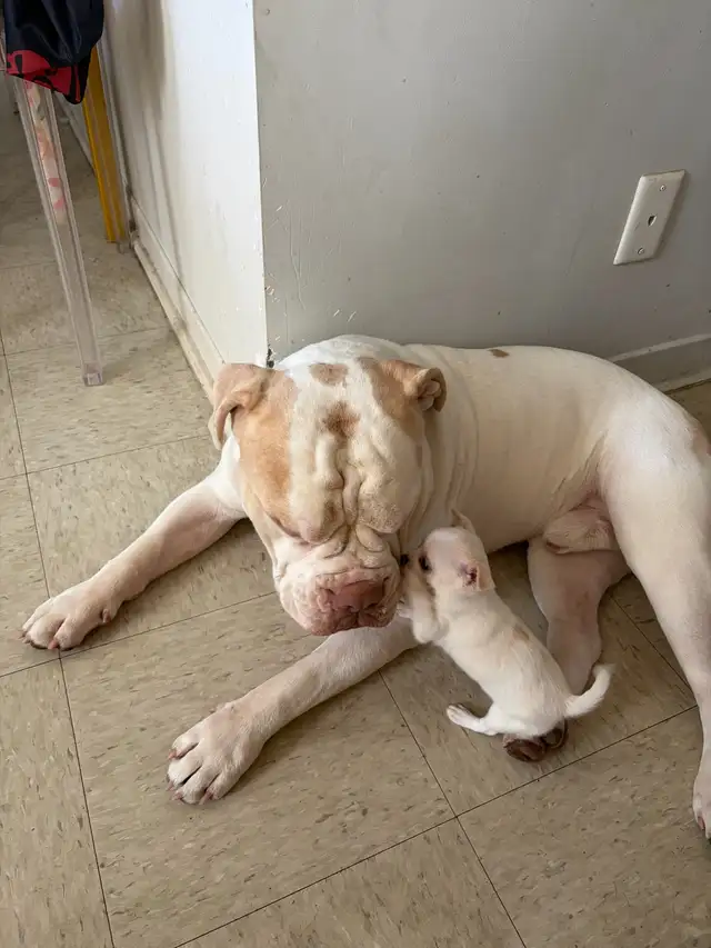 Miniature Micro TCUP 'chichi' du Mexique - Photo 4