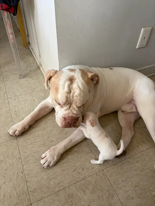 Miniature Micro TCUP 'chichi' du Mexique - Photo 5