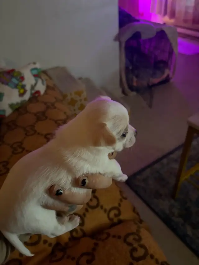 Miniature Micro TCUP 'chichi' du Mexique - Photo 6