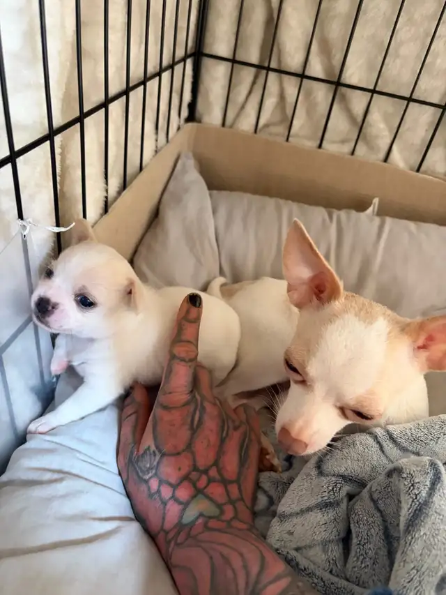 Miniature Micro TCUP 'chichi' du Mexique - Photo 7