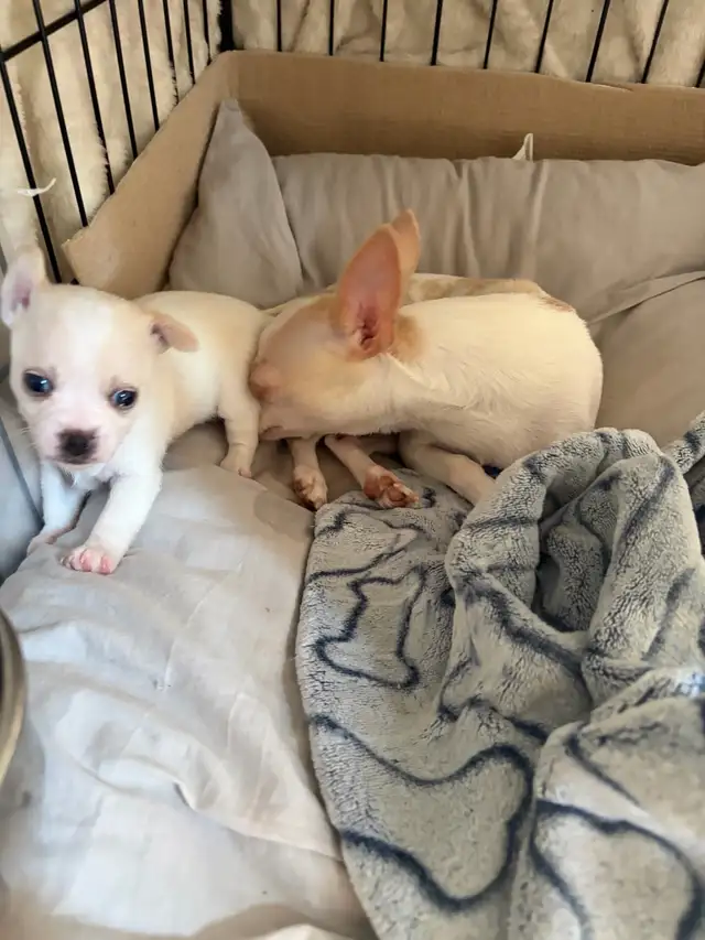 Miniature Micro TCUP 'chichi' du Mexique - Photo 8