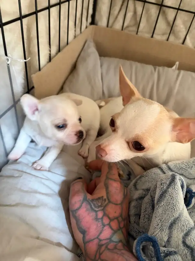 Miniature Micro TCUP 'chichi' du Mexique - Photo 9