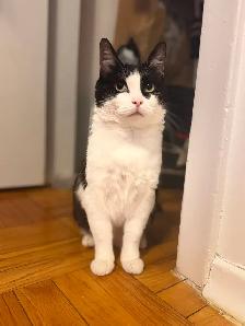 Cat Boarding & Sitting Services Available