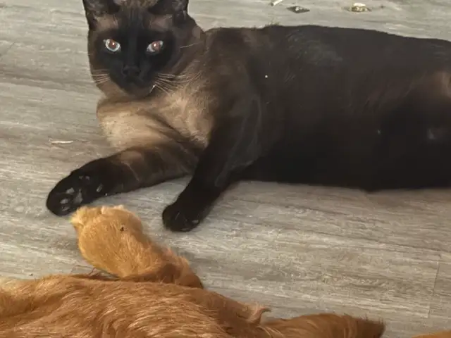 purebred simeese - Photo 2