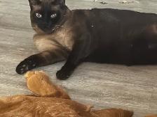 purebred simeese - Photo 2