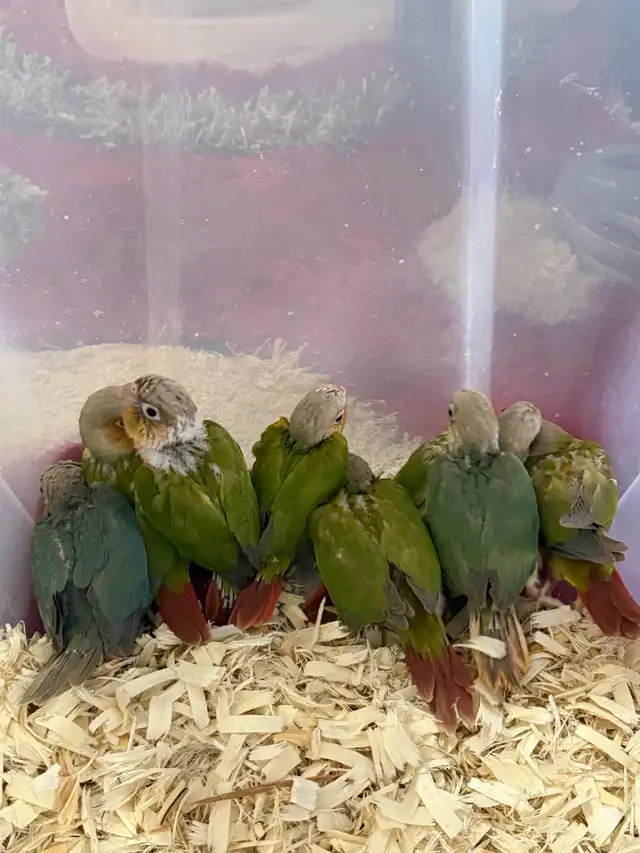 Baby Conures