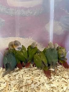 Baby Conures
