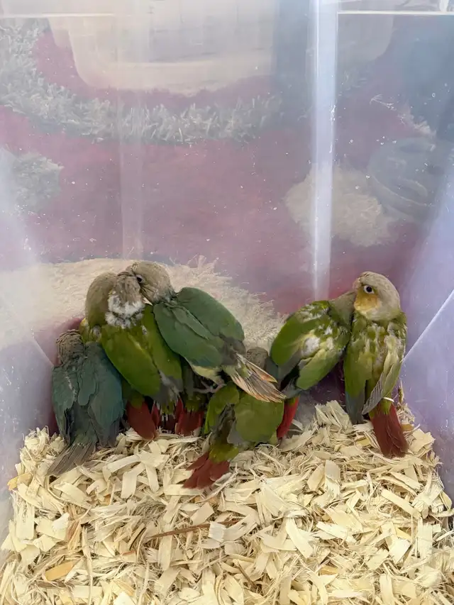 Baby Conures - Photo 2