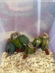 Baby Conures - Photo 2