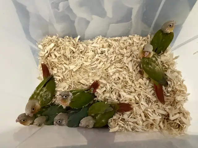 Baby Conures - Photo 3