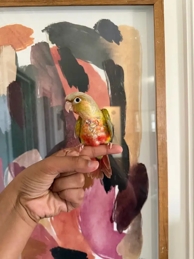 Baby Conures - Photo 4