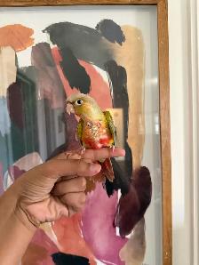 Baby Conures - Photo 4