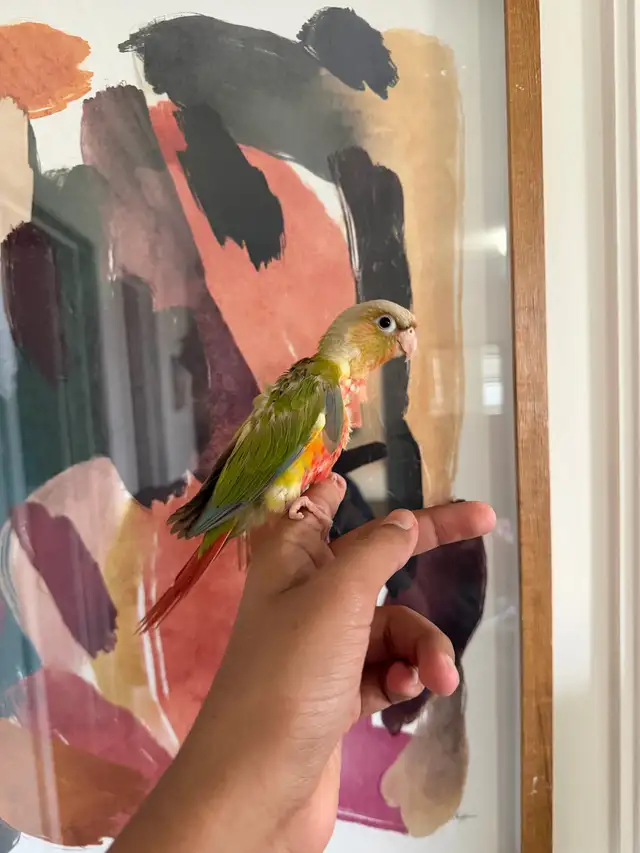 Baby Conures - Photo 5