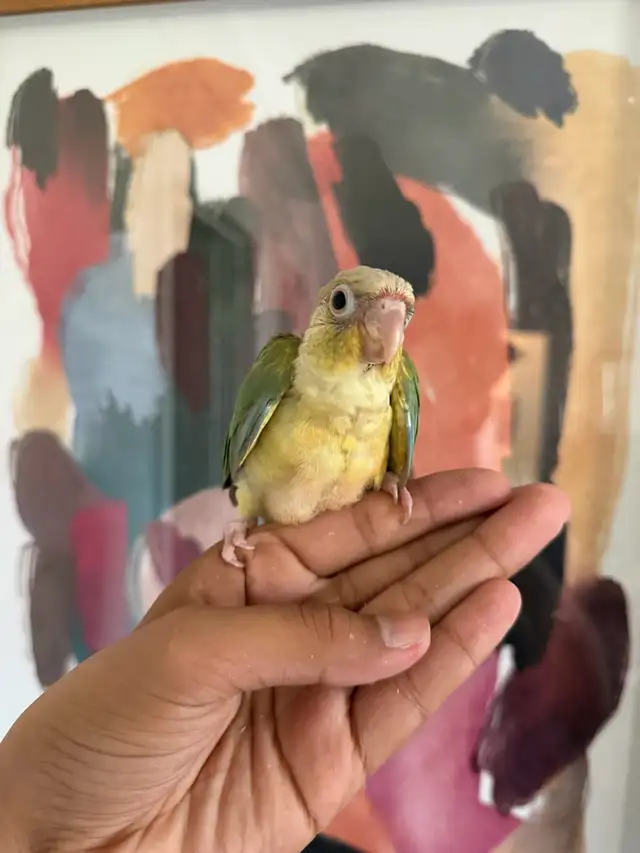 Baby Conures - Photo 6