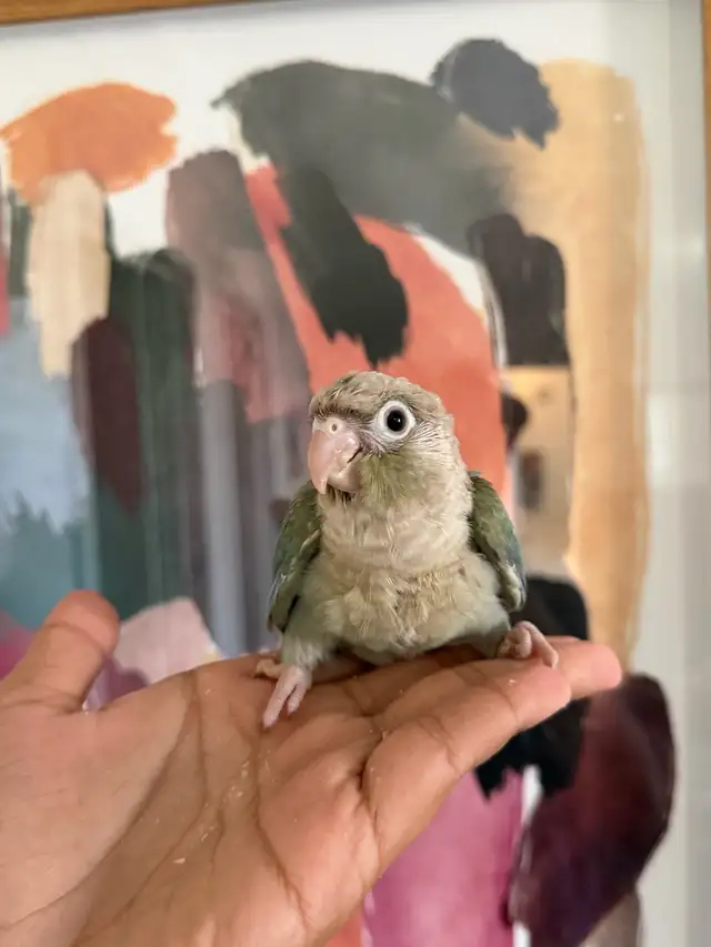 Baby Conures - Photo 8