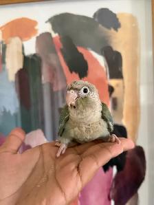 Baby Conures - Photo 8