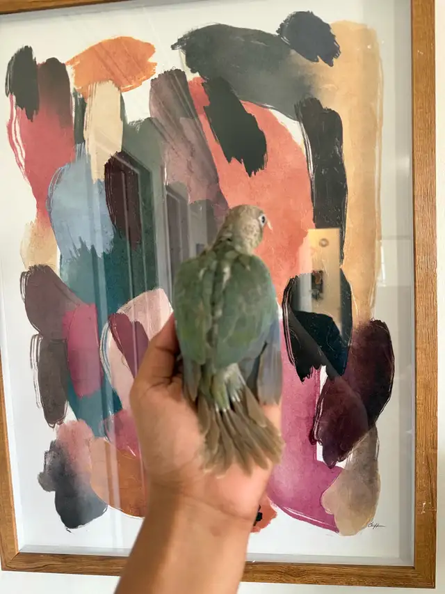 Baby Conures - Photo 9