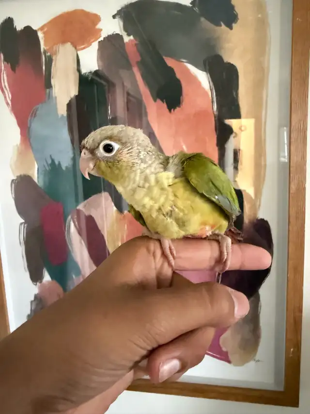 Baby Conures - Photo 10