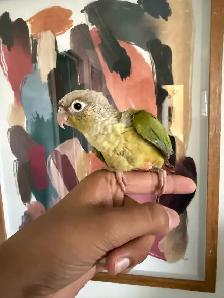 Baby Conures - Photo 10