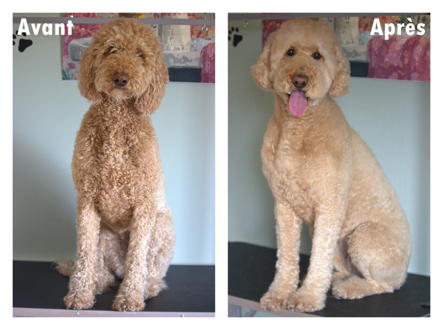 Toilettage pour chiens