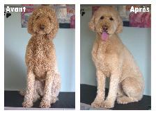 Toilettage pour chiens