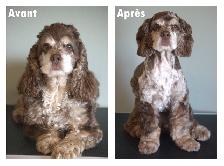 Toilettage pour chiens - Photo 2