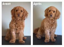 Toilettage pour chiens - Photo 3