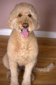 Toilettage pour chiens - Photo 4