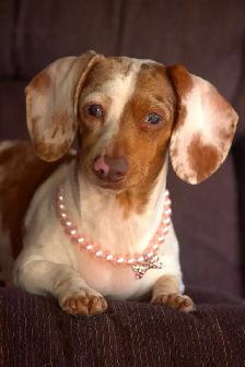 Toilettage pour chiens - Photo 5