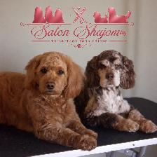 Toilettage pour chiens - Photo 6