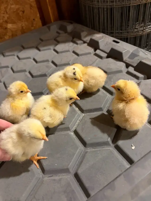 Wyandotte chicks