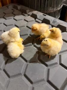Wyandotte chicks - Photo 2