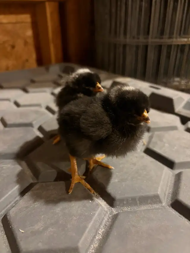 Chicks for sale