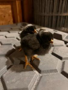 Chicks for sale