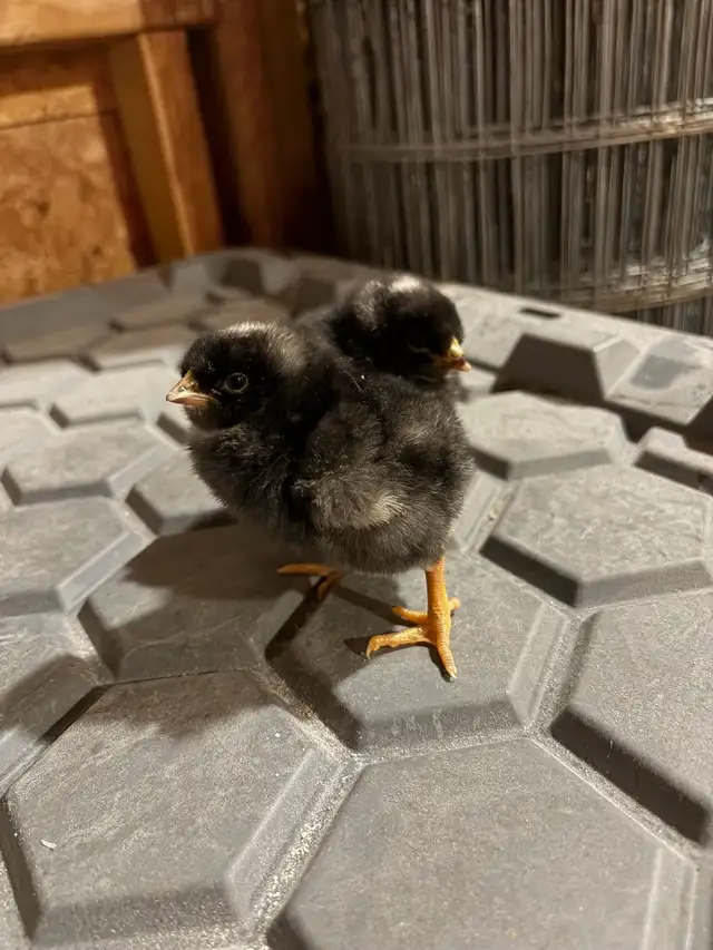 Chicks for sale - Photo 2