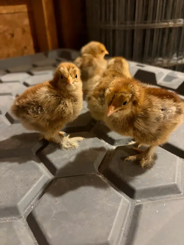 Chicks for sale - Photo 5