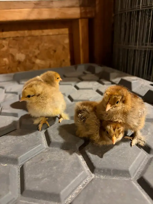 Chicks for sale - Photo 6
