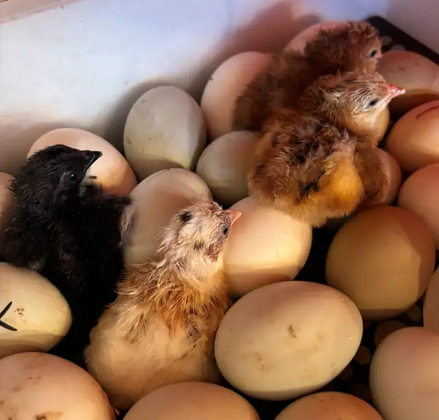 JUST HATCHED FROM OLIVE EGGS