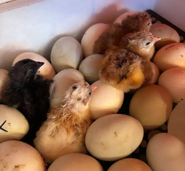 JUST HATCHED FROM OLIVE EGGS - Photo 2